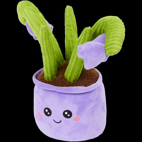 Plantă de pluș în ghiveci