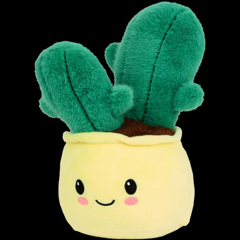 Plantă de pluș în ghiveci