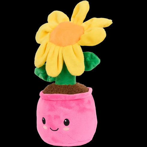 Plantă de pluș în ghiveci